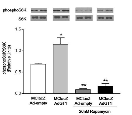 Figure 4. S6K phosphorylation is decreased by rapamycin treatment in rat mesangial cells.