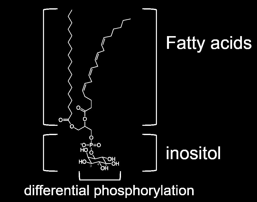Figure 1. Schematic of a Phosphatidylinositol. Phosphatidylinositols (PIs) contain two fatty acids and a myo-inositol ring linked via phosphate group to a glycerol backbone.