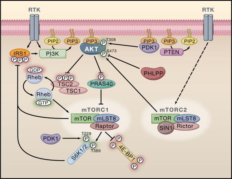 Aberrant activation of AKT is conducive to many of the characteristics cells acquire in becoming carcinogenic 34. INPP4B acts to prevent this by depleting the AKT activator, PI(3,4)P2.