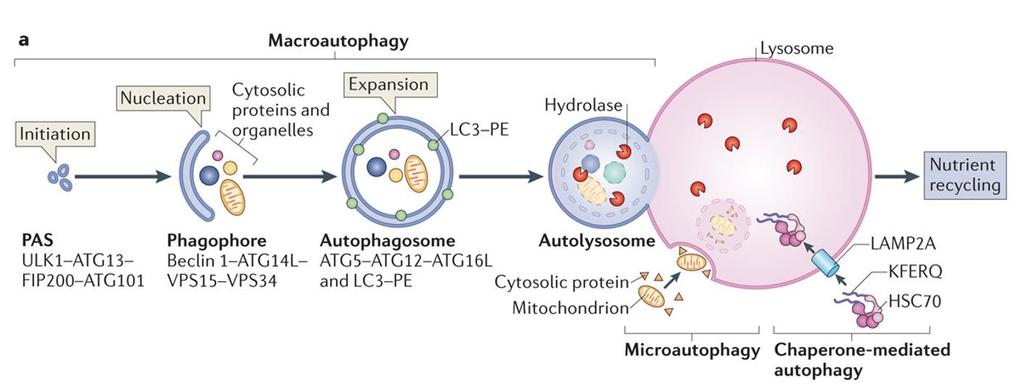 NOTE: LC3-PE = LC3-II Figure 5. Overview of Autophagic Flux. Schematic of the 3 different types of autophagy.