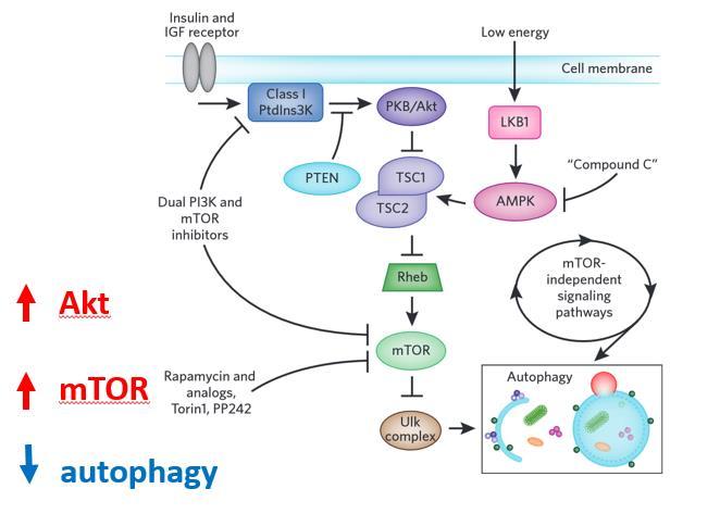 Figure 6. AKT activation results in indirect stimulation of mtor and inhibition of autophagy.