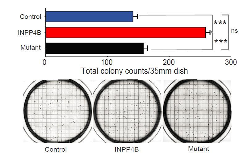 Figure 10. INPP4B wt cells form colonies preferentially in vitro. In methylcellulose media, wild-type overexpressing INPP4B OCI-AML2 cells form more colonies than control or mutant cells.