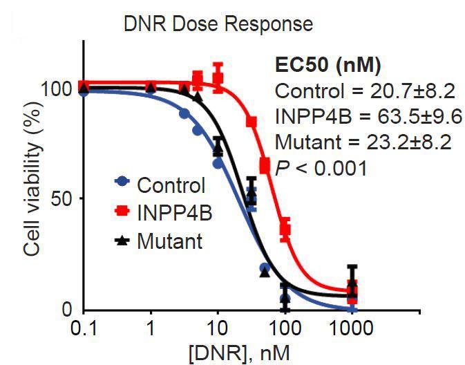 A B Figure 11. INPP4B wt cells are more resistant to daunorubicin in vitro.