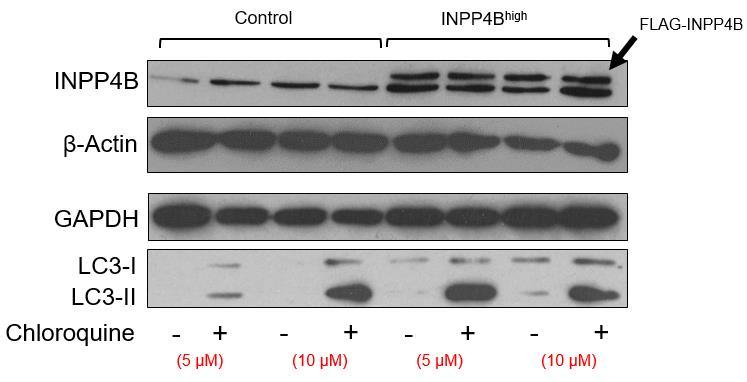 4.5 INPP4B wt NB4 cells demonstrate increased autophagosome accumulation when treated with chloroquine Treatment of cells with increasing levels of chloroquine has been previously demonstrated to