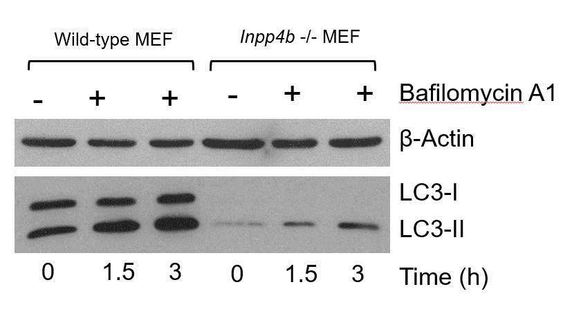 Shown is a representative immunoblot of 3 independent experiments.