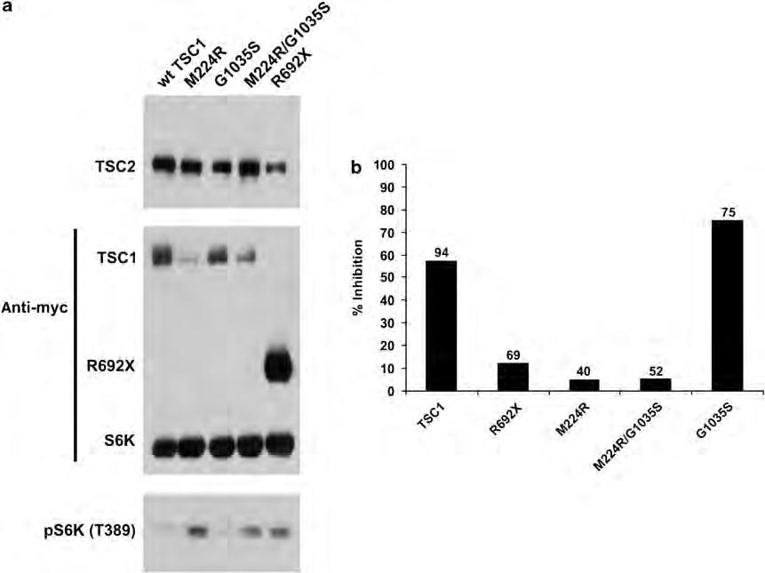 Functional analysis of TSC1 variants M Nellist et al 325 236) phosphorylation.