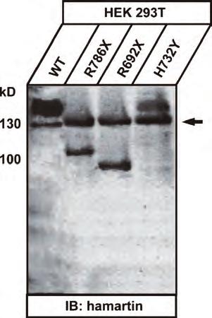 The sizes of the fusion proteins were determined by immunoblotting of transfected HEK293T whole cell lysates.