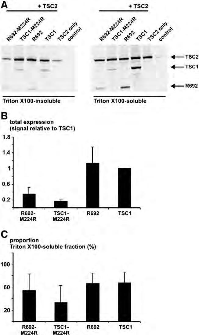 Triton X100-soluble and -insoluble cell lysate fractions were separated on 4 12% gradient SDS-PAGE gels, blotted and incubated with antibodies specific for TSC2 and the myc epitope tag.