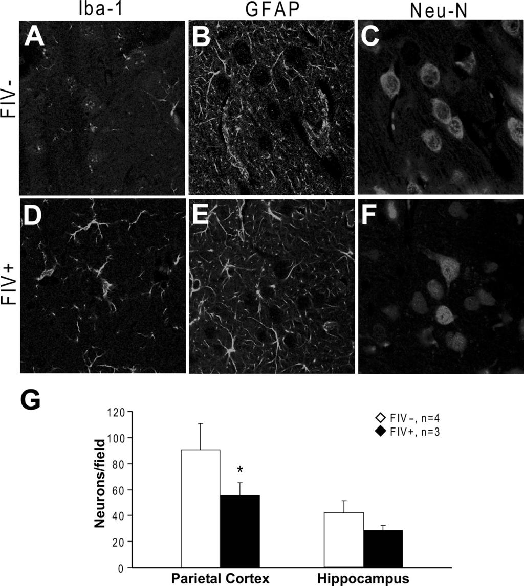 8436 J. Neurosci., July 1, 29 29(26):8429 8437 Maingat et al. Neurobehavioral Performance in FIV Infection tion, consistently showing activation of perivascular macrophages and resident microglia.