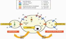 Metabolism Oocyte is very active to control the metabolism of