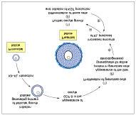 1.Kit/Kit-ligand (KL) pair Kit: Transmembranal receptor, expressed by oocyte once meiosis is blocked KL: Kit ligand, expressed on granulosa cells (Driancourt et al.