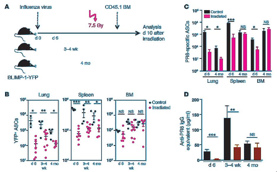 Figure 2 ASCs in lungs of influenza virus infected BLIMP-1 YFP mice are sensitive to irradiation.