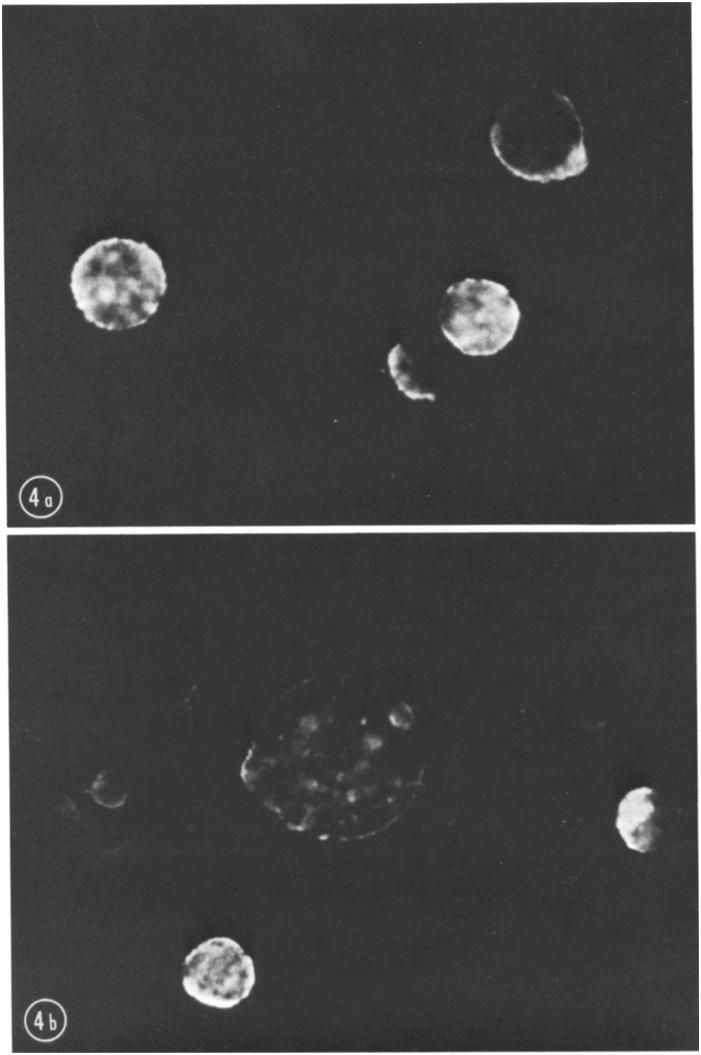 PERRIN, JOSEPH, COOPER, AND OLDSTONE 1035 FIG. 4. Presence of human C3 (a) and human properdin (b) on the surface of HeLa cells acutely infected with measles virus.