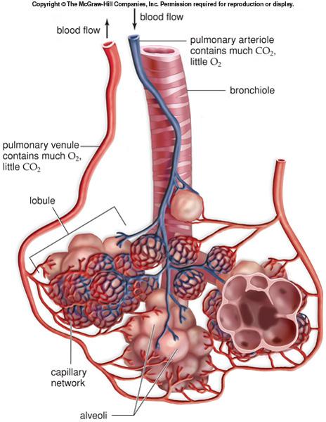 ~ 300 million in the lungs that greatly increase surface area (50-70 m 2 ) Alveoli are enveloped by blood capillaries The alveoli The alveoli and capillaries are one layer of simple squamous