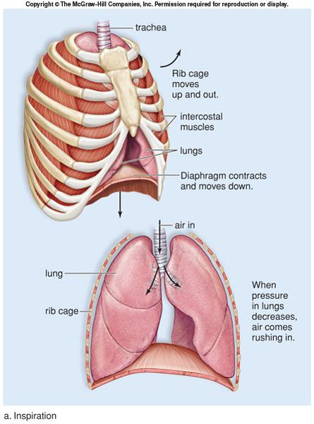 Inspiration The diaphragm and external intercostal muscles contract The diaphragm flattens and the rib cage moves upward and outward Volume of the thoracic cavity and lungs
