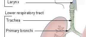 extrapulmonary bronchi, and lungs b) passage for and conditioning of air