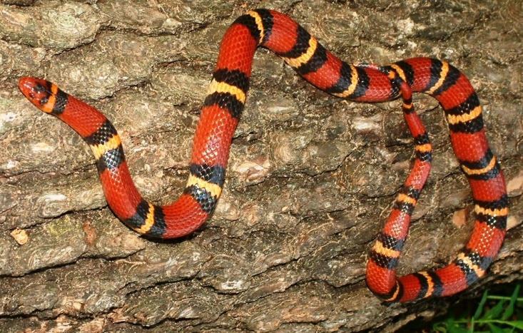 Black, red and yellow ring pattern (the yellow and red rings are always touching, side by side). The head is small and black with tiny black eyes.