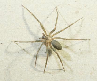 Brown Recluse Brown-to-gray