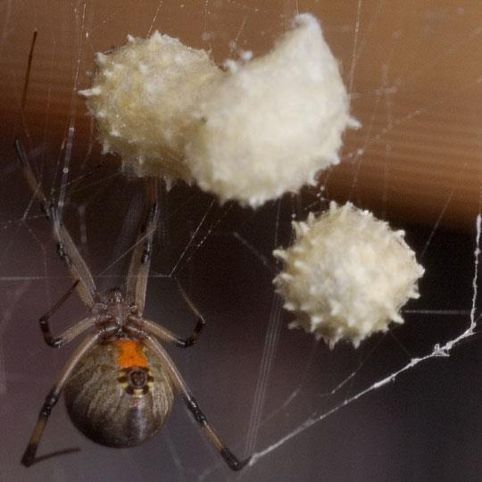Brown Widow Color ranges from light tan to dark, nearly black with an orange hour-glass shape on under-side of abdomen Egg sac has