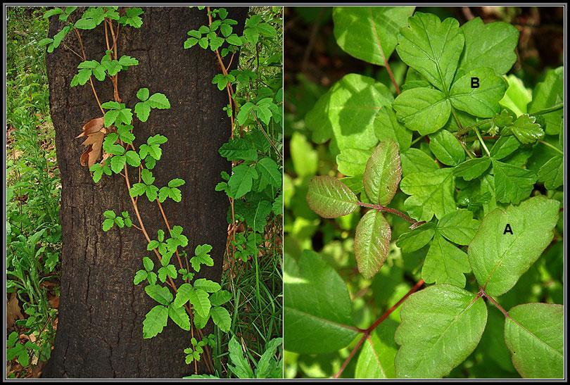 Poison Oak Leaflets in clusters of three