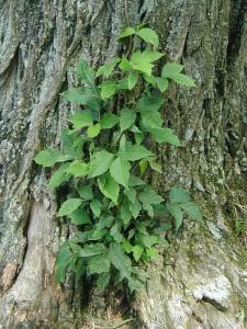 Poison Ivy Very similar to poison oak