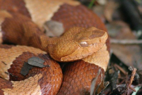 Snakes 55 species of snakes in Mississippi Six are venomous Five of the six are pit vipers Pit refers