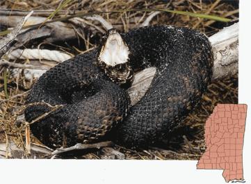 Juvenile tend to resemble a copperhead and have bright yellow or even chartreuse tails.