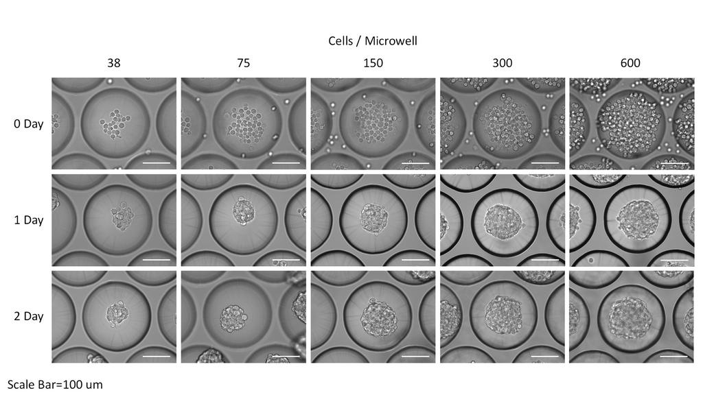 Figure 3. Images of HEK cells seeded into CC Microplate. Varying cell concentrations were used to load the plates, ranging from 38 to 600 cells per microwell.