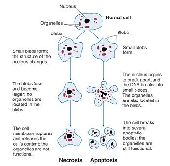 CHAPTER IV RADIATION AND BIOLOGICAL EFFECTS IN CANCER CELL Apoptosis involves shrinkage of the nucleus and cytoplasm, followed by fragmentation and phagocytosis of these fragments by neighboring