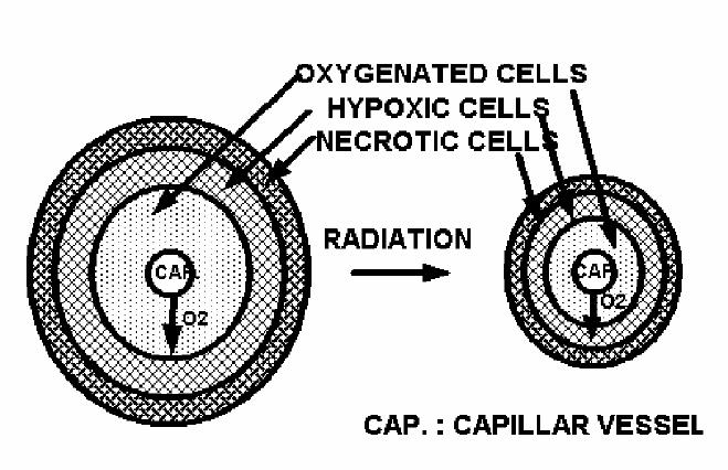 the intercapillar distance. Figure 6.1 - The cell cycle (from Murray, 1993). Figure 6.2 - Re-oxygenation due to tumor shrinkage (from Mazeron, 2005). 6.4.