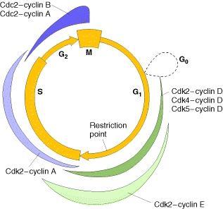 subcellular compartments. In addition, checkpoint controls can modulate the progression of the cycle in response to adverse conditions such as DNA damage.