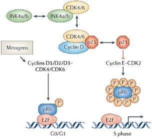 CHAPTER II CELL CYCLE REGULATION AND APOPTOSIS possibly CDK3 cooperate to push cells through G 1 into S phase.