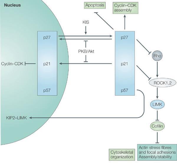 CHAPTER II CELL CYCLE REGULATION AND APOPTOSIS p19ink4d. INKA4a loss of function occurs in a variety of cancers including pancreatic and small cell lung carcinomas and glioblastomas.