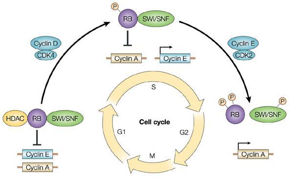 CHAPTER II CELL CYCLE REGULATION AND APOPTOSIS key player in the G 1 S checkpoint system is the retinoblastoma gene Rb (Ruddon, 2007). Figure 2.