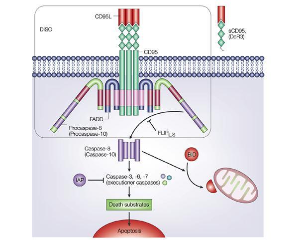 CHAPTER II CELL CYCLE REGULATION AND APOPTOSIS The apoptosis pathway involves a series of positive and negative regulators of proteases called caspases, which cleave substrates, such as poly