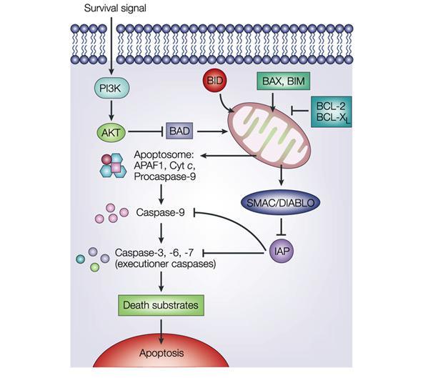 CHAPTER II CELL CYCLE REGULATION AND APOPTOSIS Figure 2.