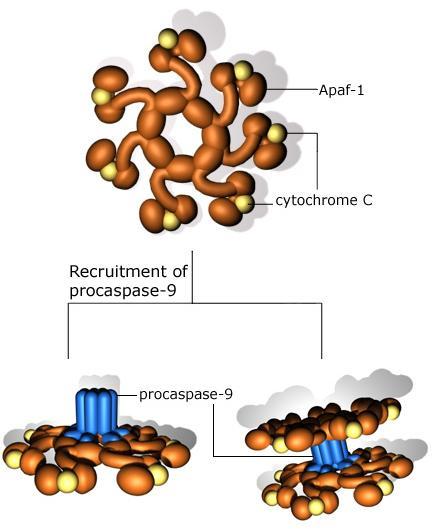 CHAPTER II CELL CYCLE REGULATION AND APOPTOSIS 2.6.2 - Caspases Caspases are a family of cysteine proteases that are activated specifically in apoptotic cells.