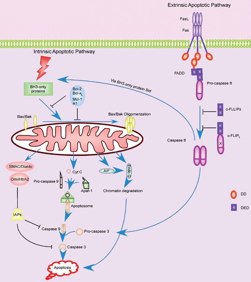 CHAPTER II CELL CYCLE REGULATION AND APOPTOSIS Figure 2.22 Apoptotic pathways.