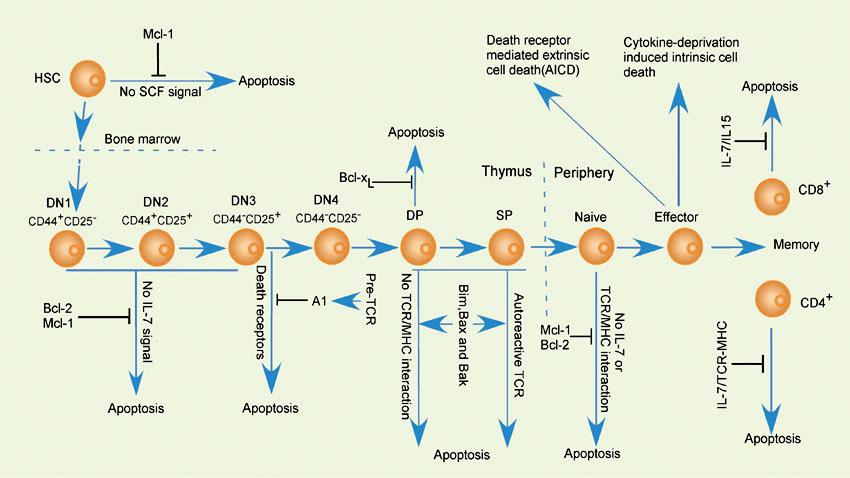 CHAPTER II CELL CYCLE REGULATION AND APOPTOSIS Figure 2.23 - The role of apoptosis in the development and function of T lymphocytes.