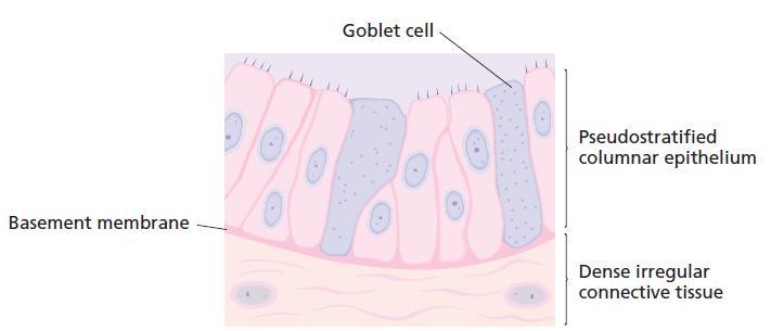 Among the columnar cells are specialized goblet cells that secrete thick, sticky mucus that coats the epithelium.