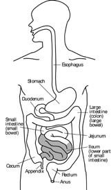 colon), your rectum and finally your anus.