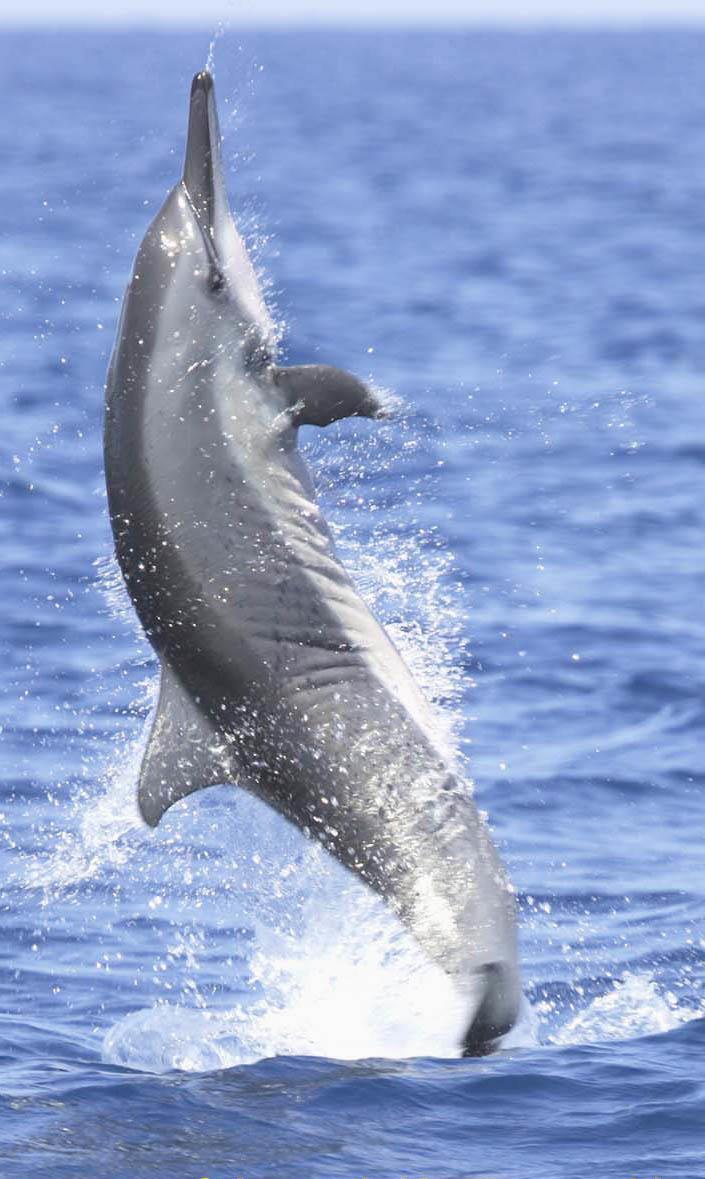 Fusion - Fission System Spinner dolphins Small groups join to feed pelagically