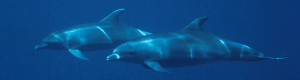 Fusion - Fission System Bottlenose dolphins Sarasota, FL: males form bonds (2) or