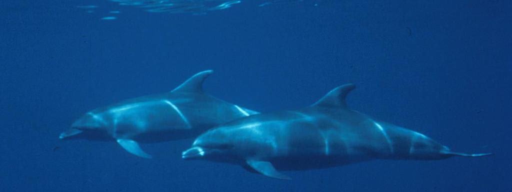 Bottlenose Dolphins Social Groups Male Alliances