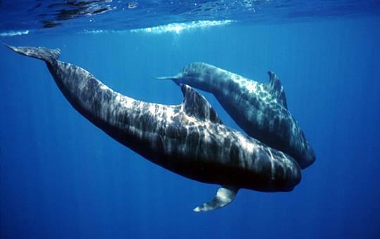 Prolonged Development Sperm whales Milk found in stomach (7.