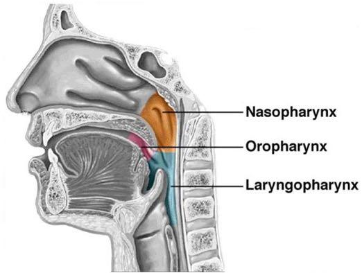 Washout of nasopharyngeal dead space The high gas flow decreases the