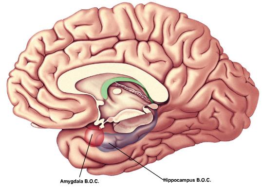 Memory & Arousal: Hippocampus & Amygdala Hippocampus: necessary for making new long-term memories Patient H.M. Korsakoff s syndrome Spatial maps B.O.C.