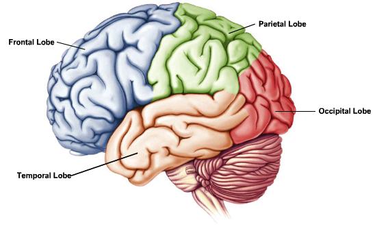 Neural Macroanatomy Frontal Lobe: cognition, attention, memory, decision making, motor planning Parietal Lobe: memory, spatial-motor mapping, attention, touch