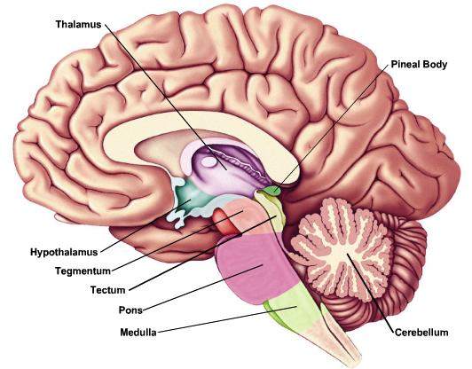 Neural Macroanatomy Cerebrum neocortex, basal ganglia Thalamus, hypothalamus