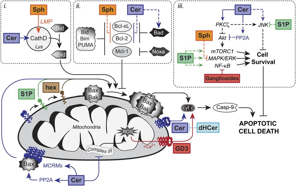 Fig. 1. A generalized overview of the regulation of apoptosis by sphingolipids. Sphingolipids have direct effects on mitochondrial function.